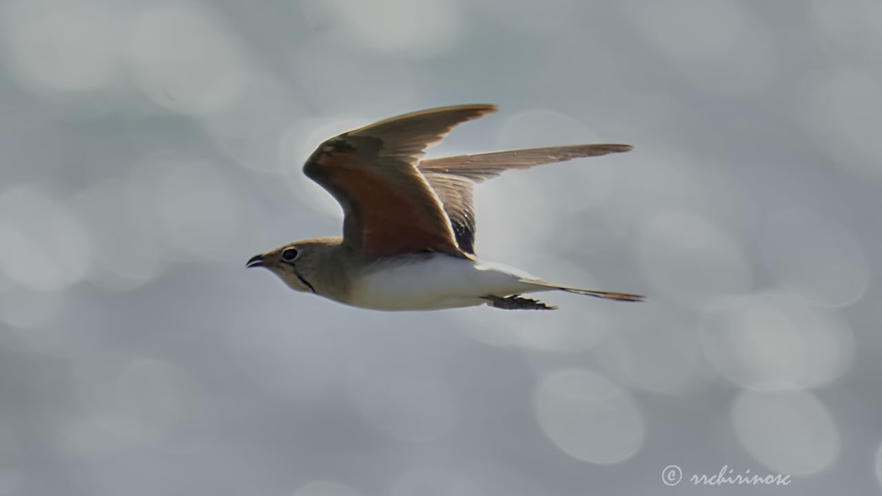 Collared pratincole