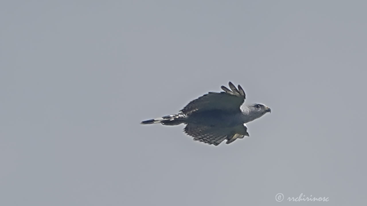 Gray-lined hawk
