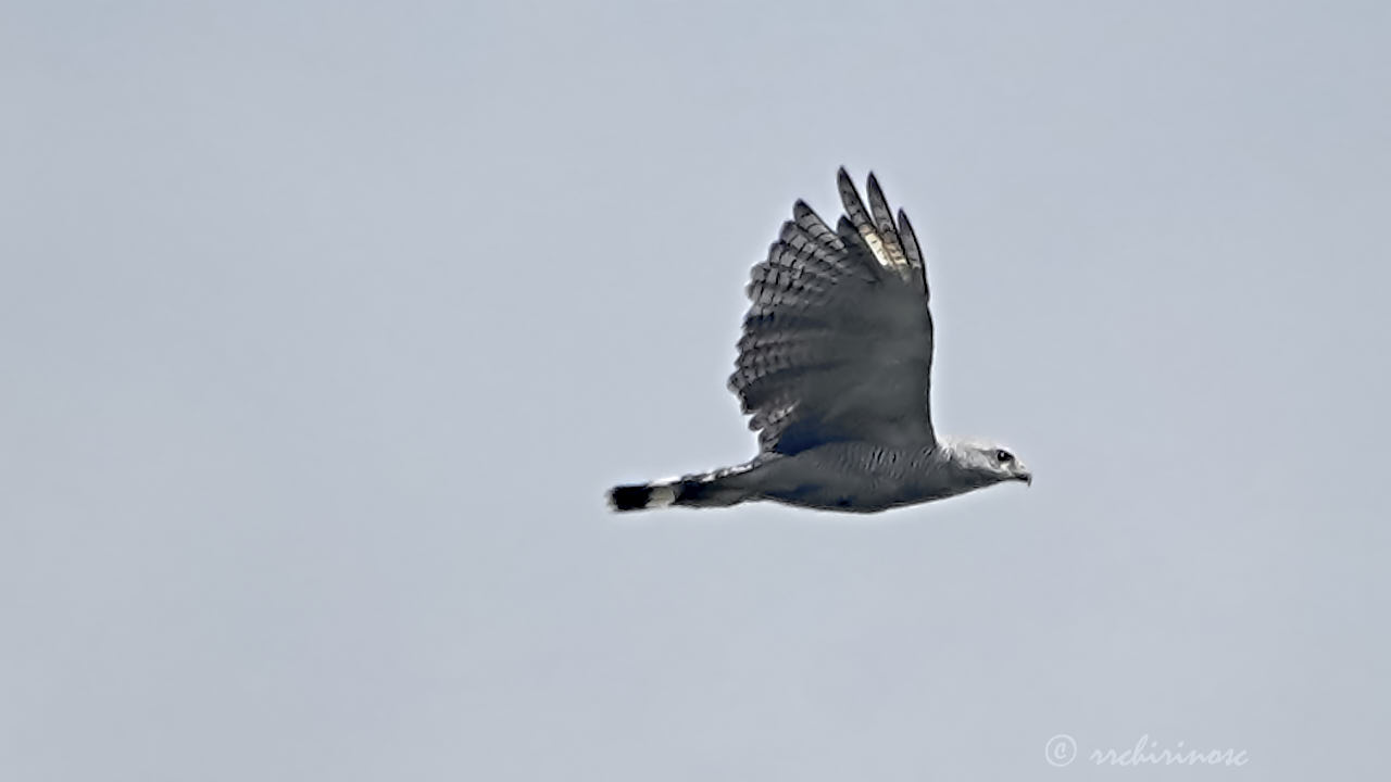 Gray-lined hawk