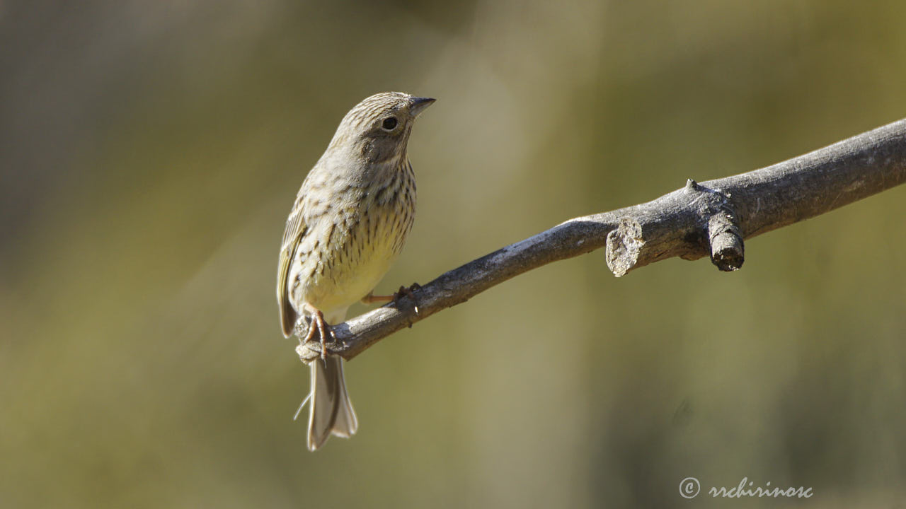 Grasshopper sparrow