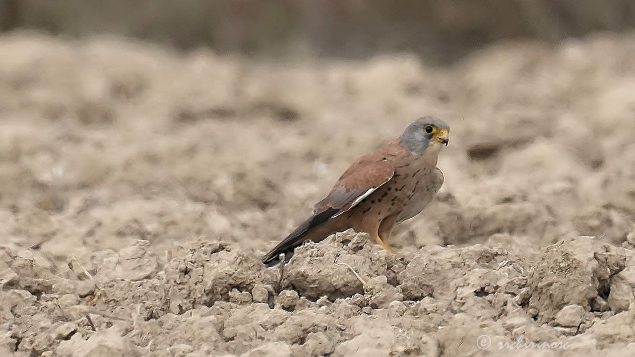Lesser kestrel