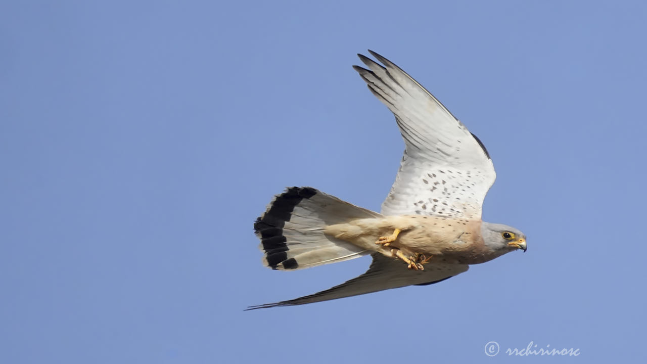 Lesser kestrel