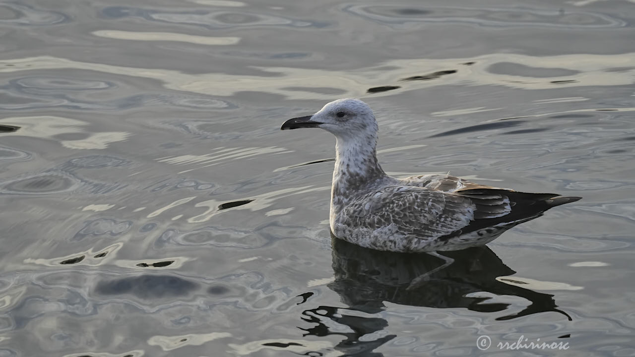 Caspian gull