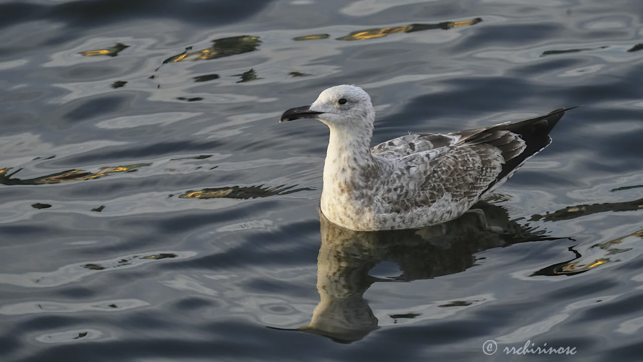 Caspian gull