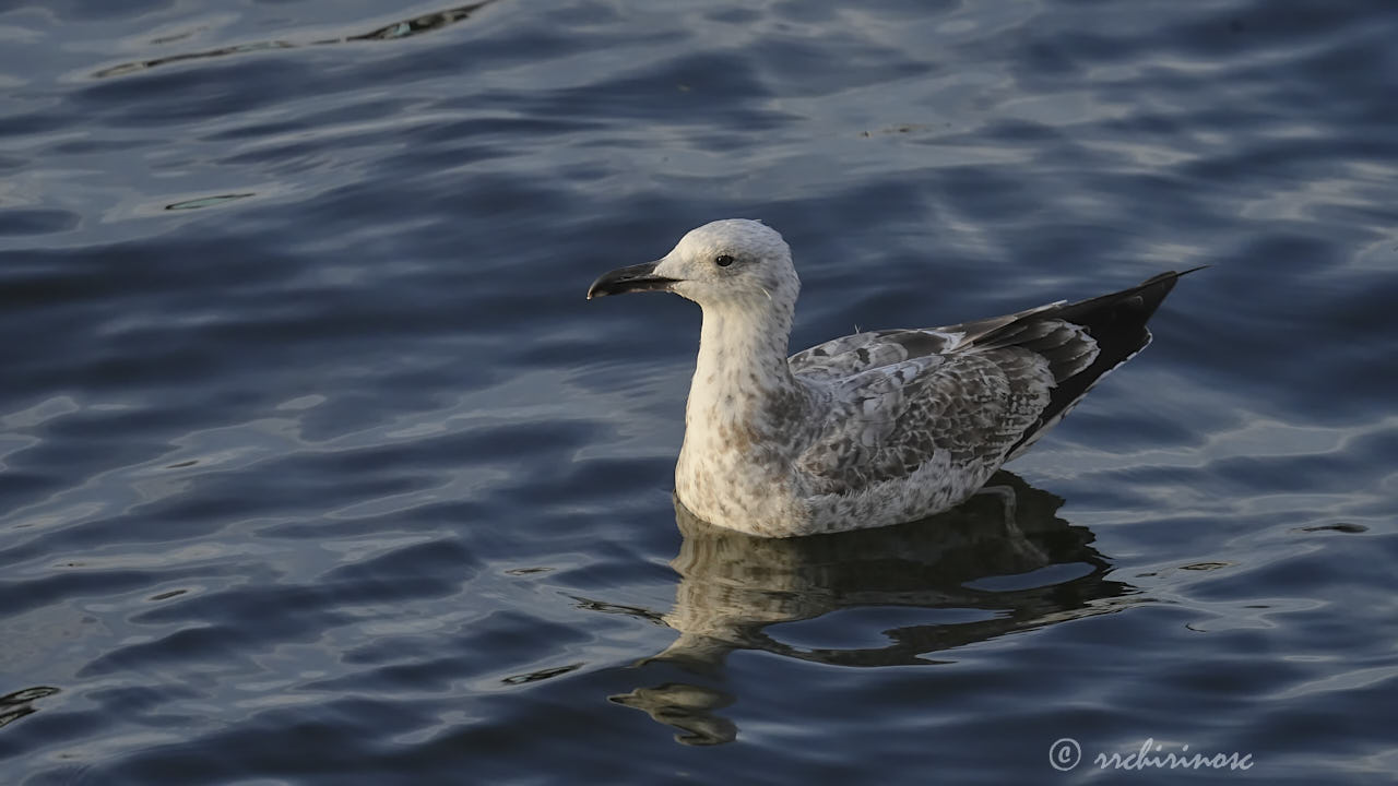 Caspian gull
