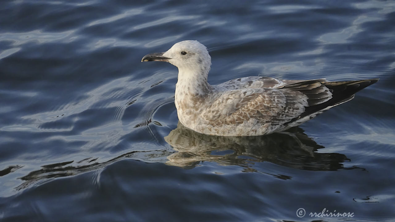 Caspian gull