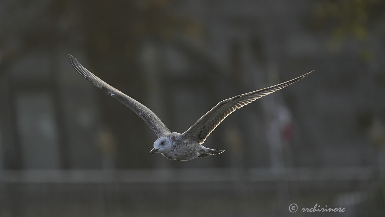 Caspian gull