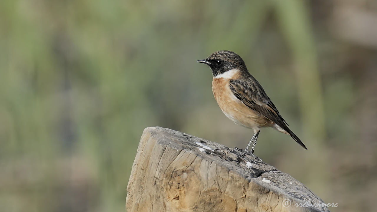 European stonechat