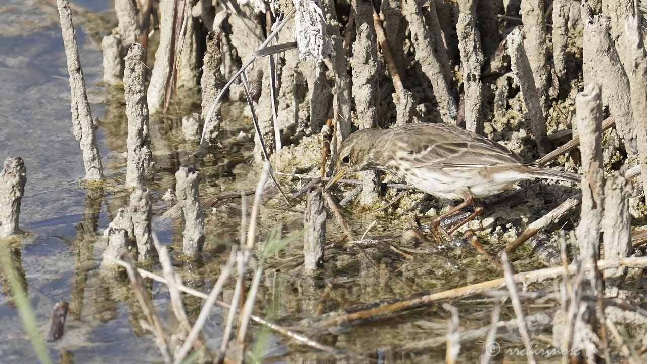 Water pipit