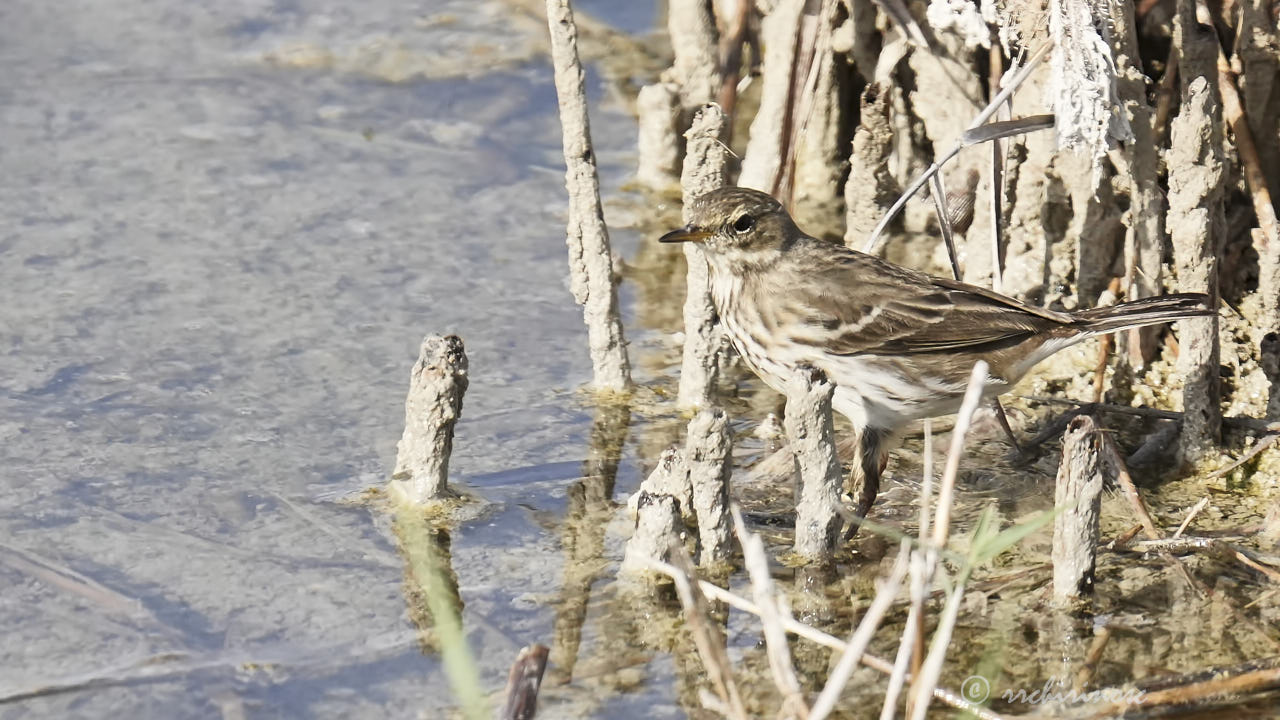 Water pipit
