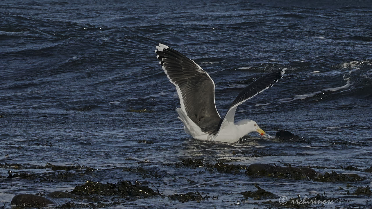 Great black-backed gull