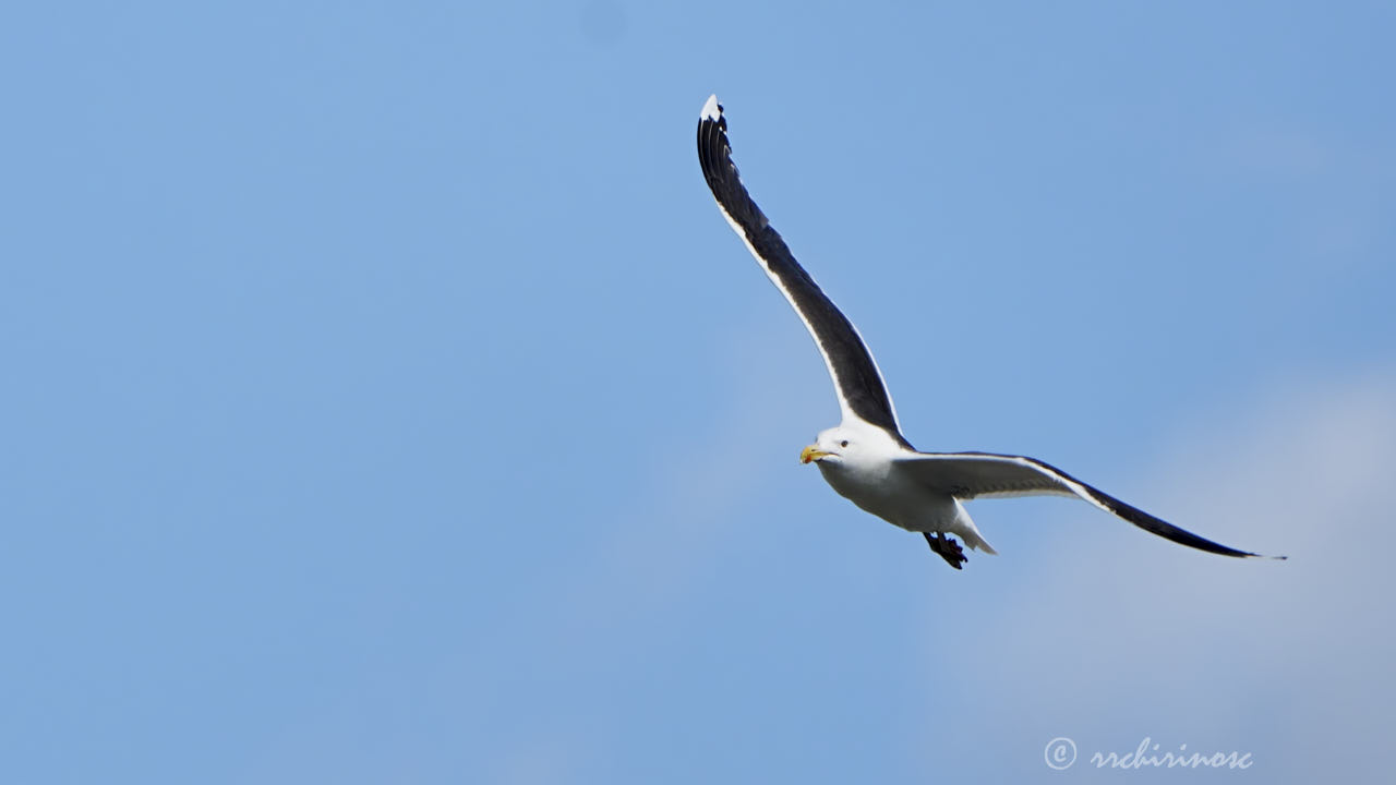 Great black-backed gull