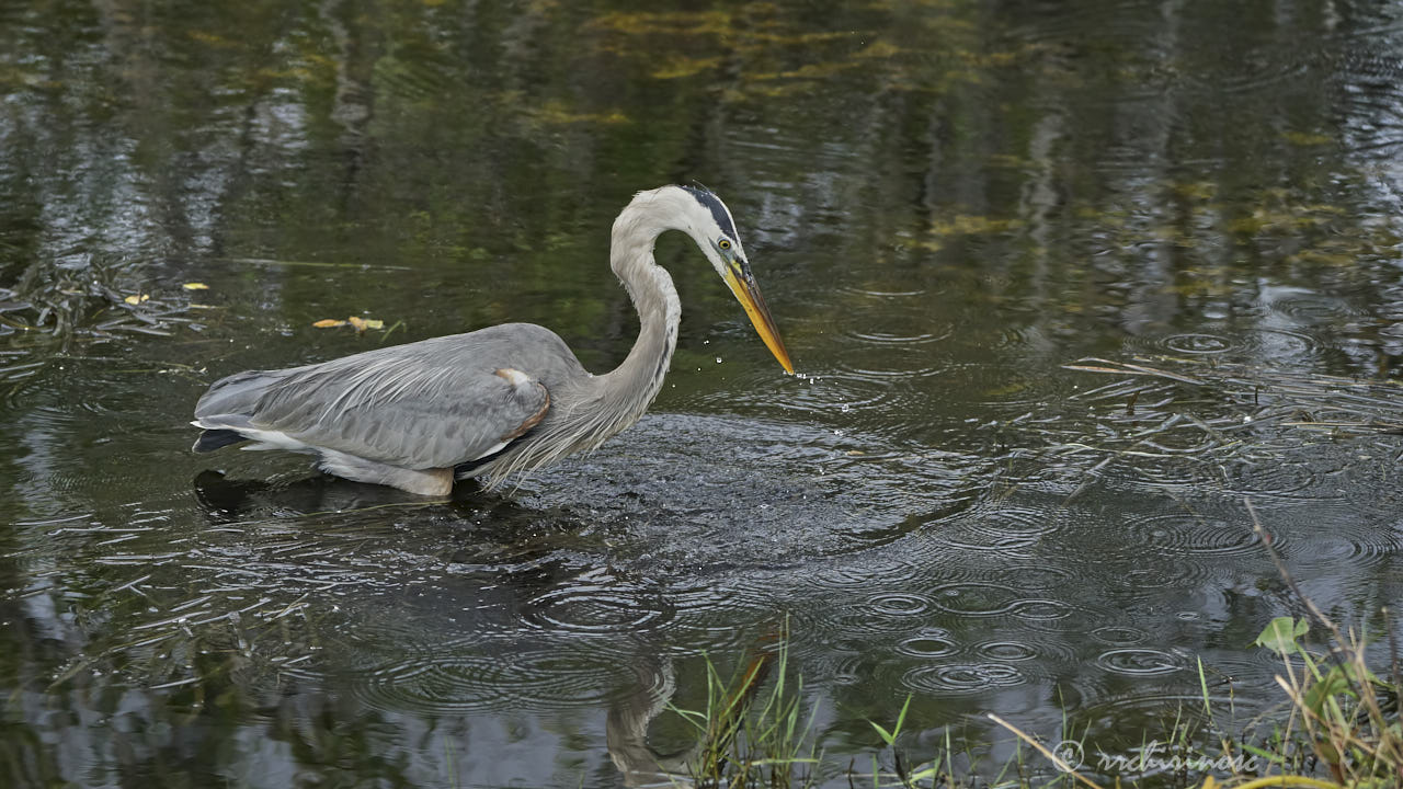 Great blue heron