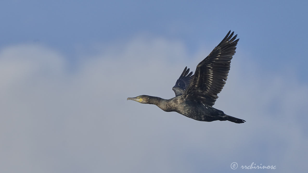 Great cormorant