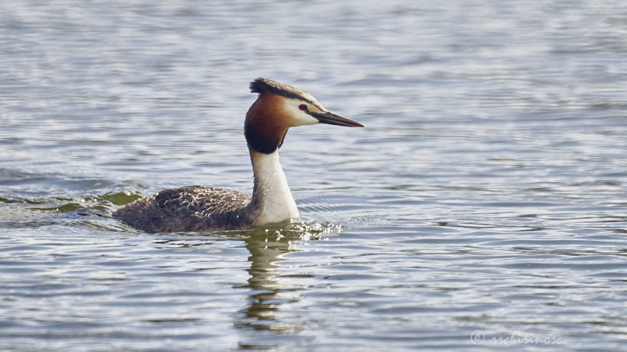 Great crested grebe