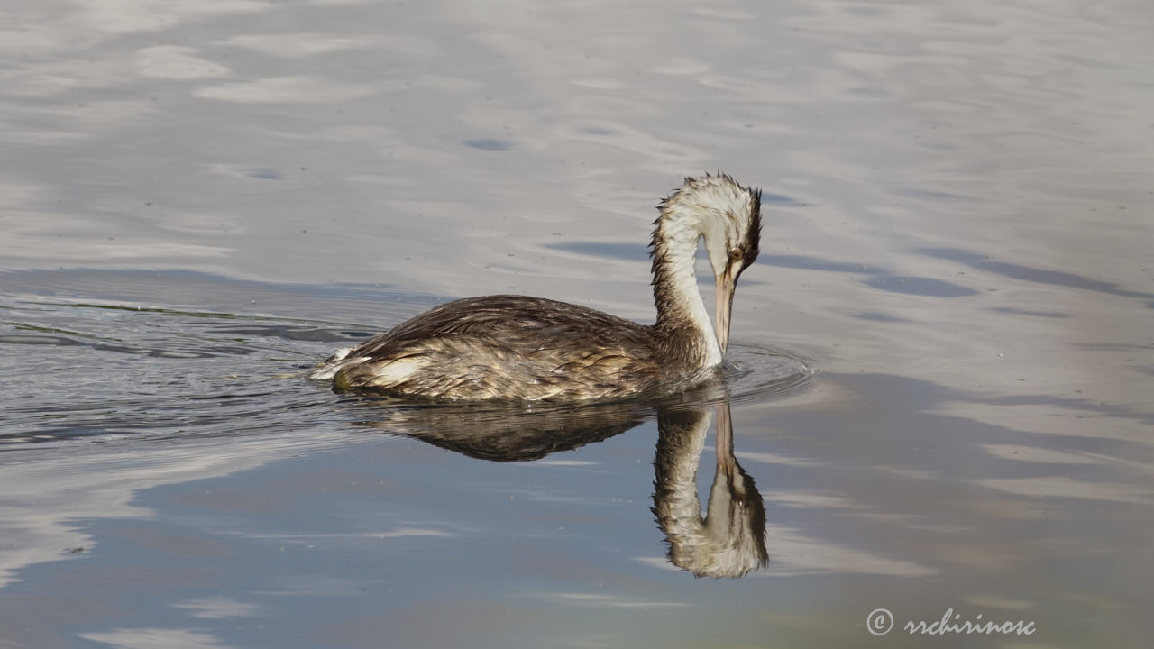 Great crested grebe