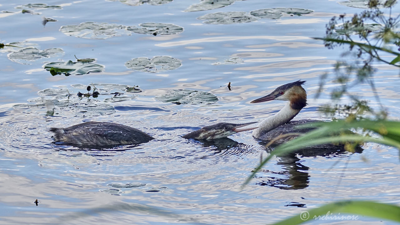 Great crested grebe