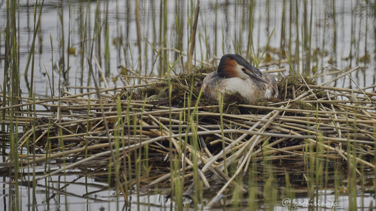 Great crested grebe