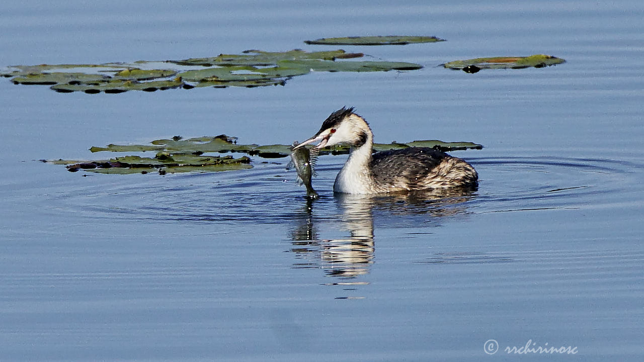 Great crested grebe