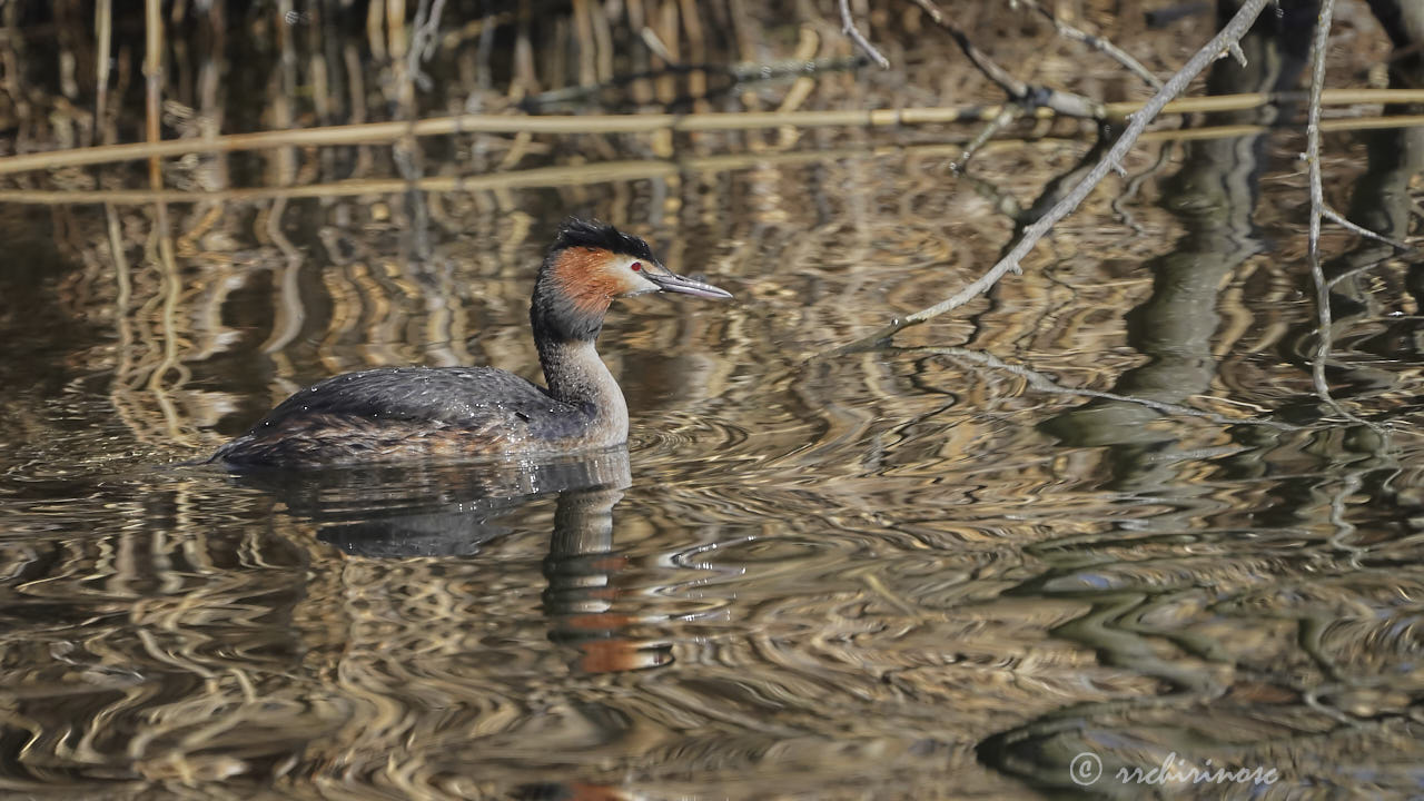 Great crested grebe