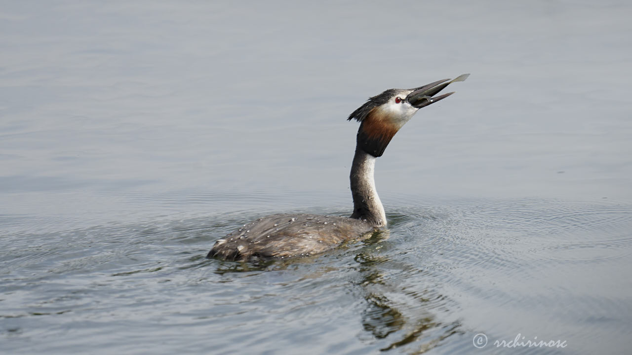 Great crested grebe