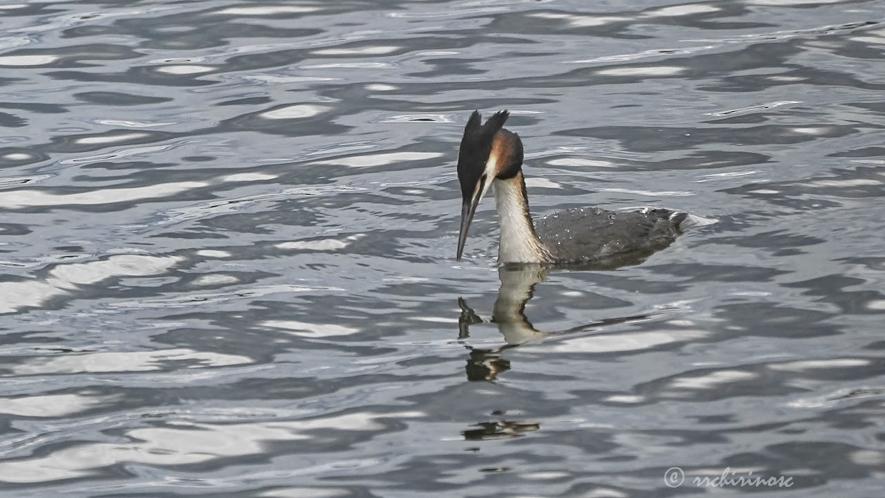 Great crested grebe