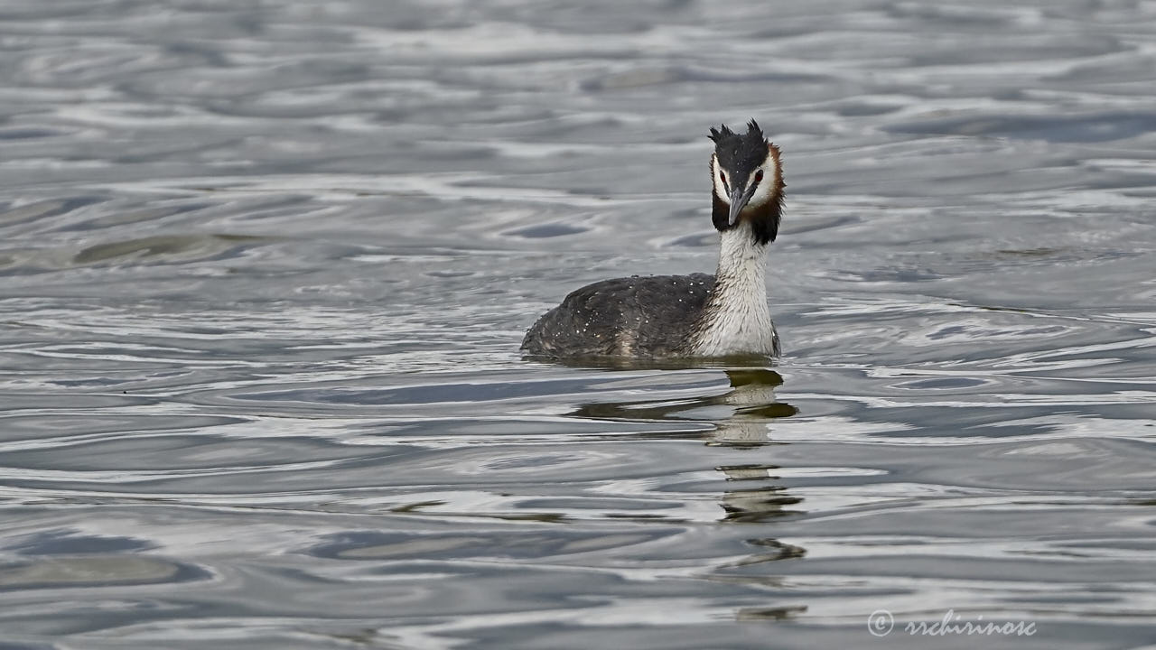 Great crested grebe