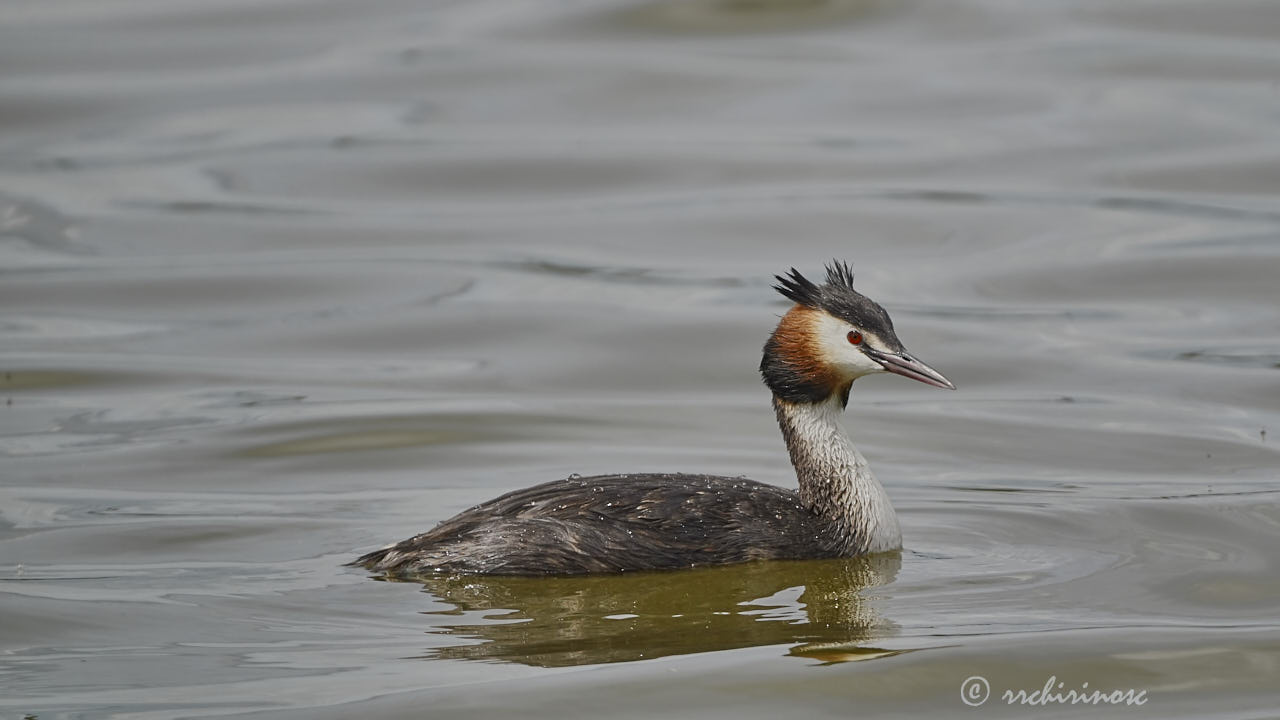 Great crested grebe