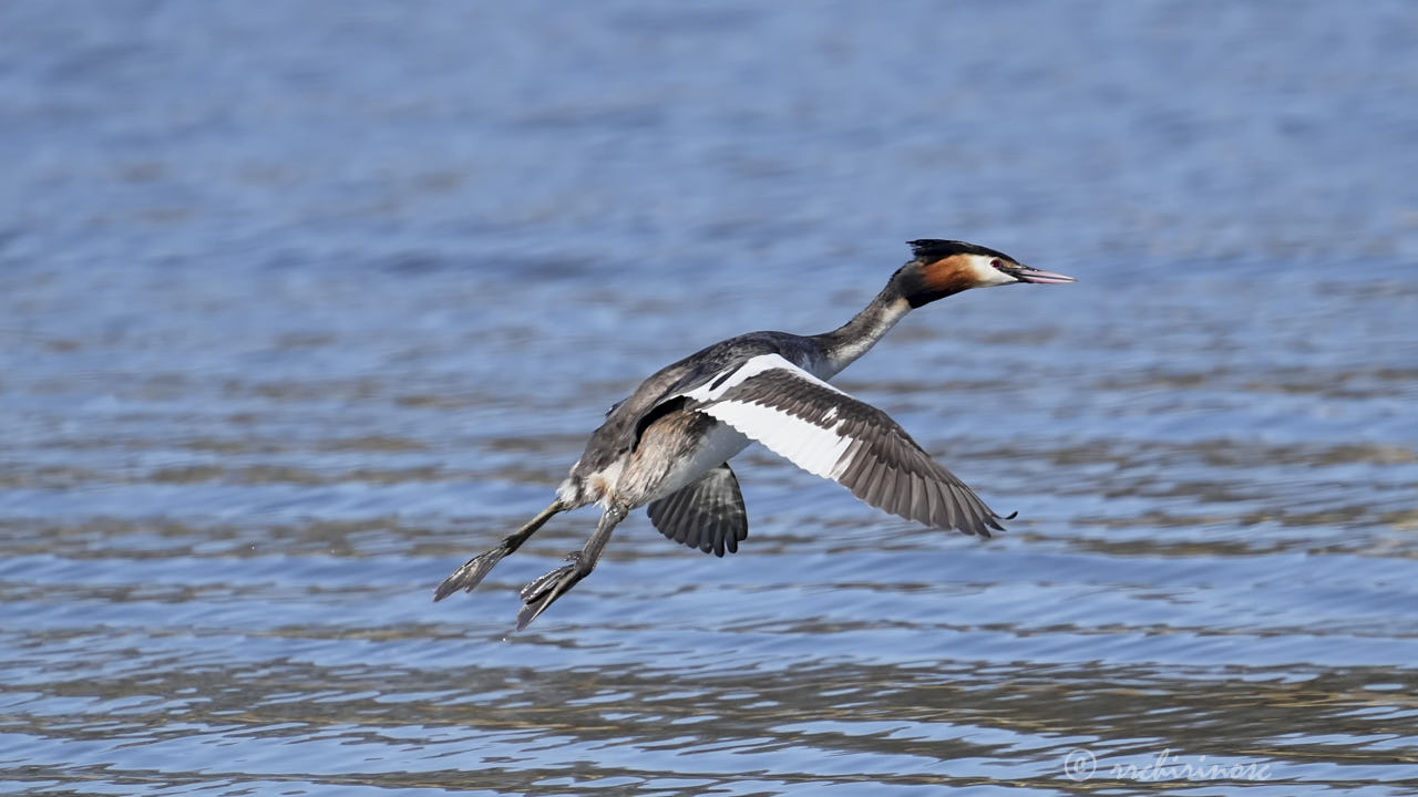Great crested grebe