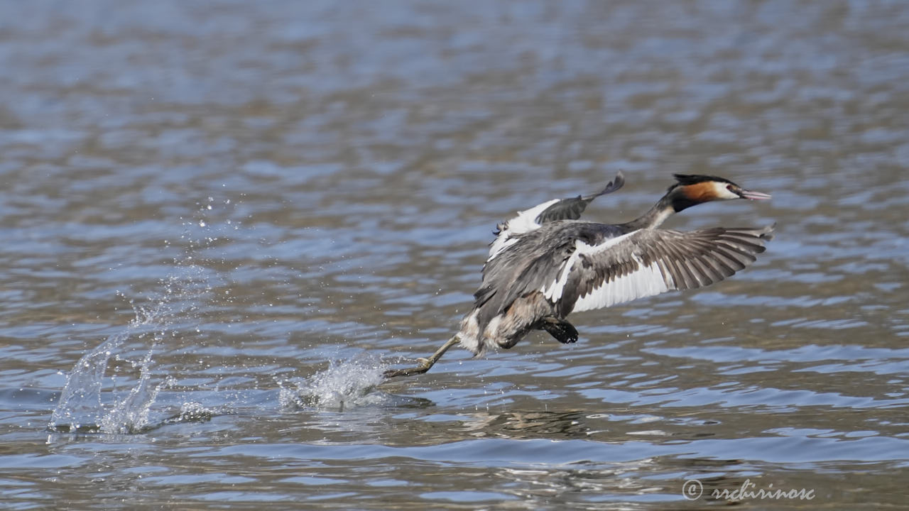Great crested grebe
