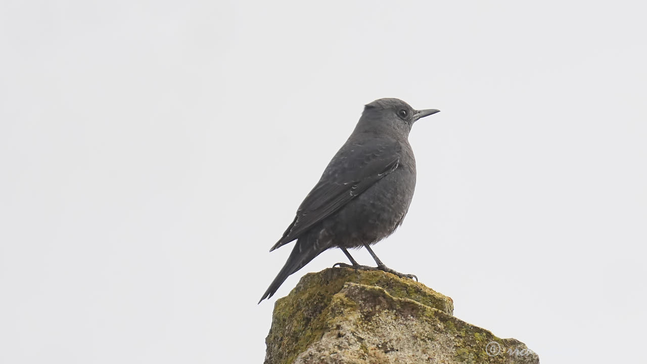 Blue rock-thrush