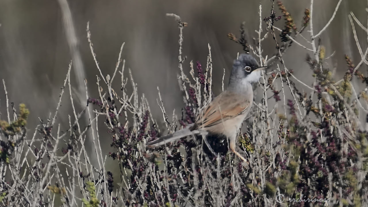 Spectacled warbler