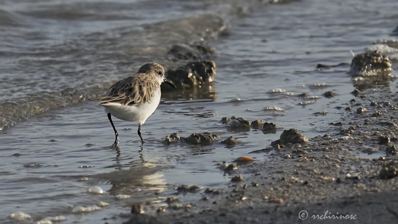 Little stint
