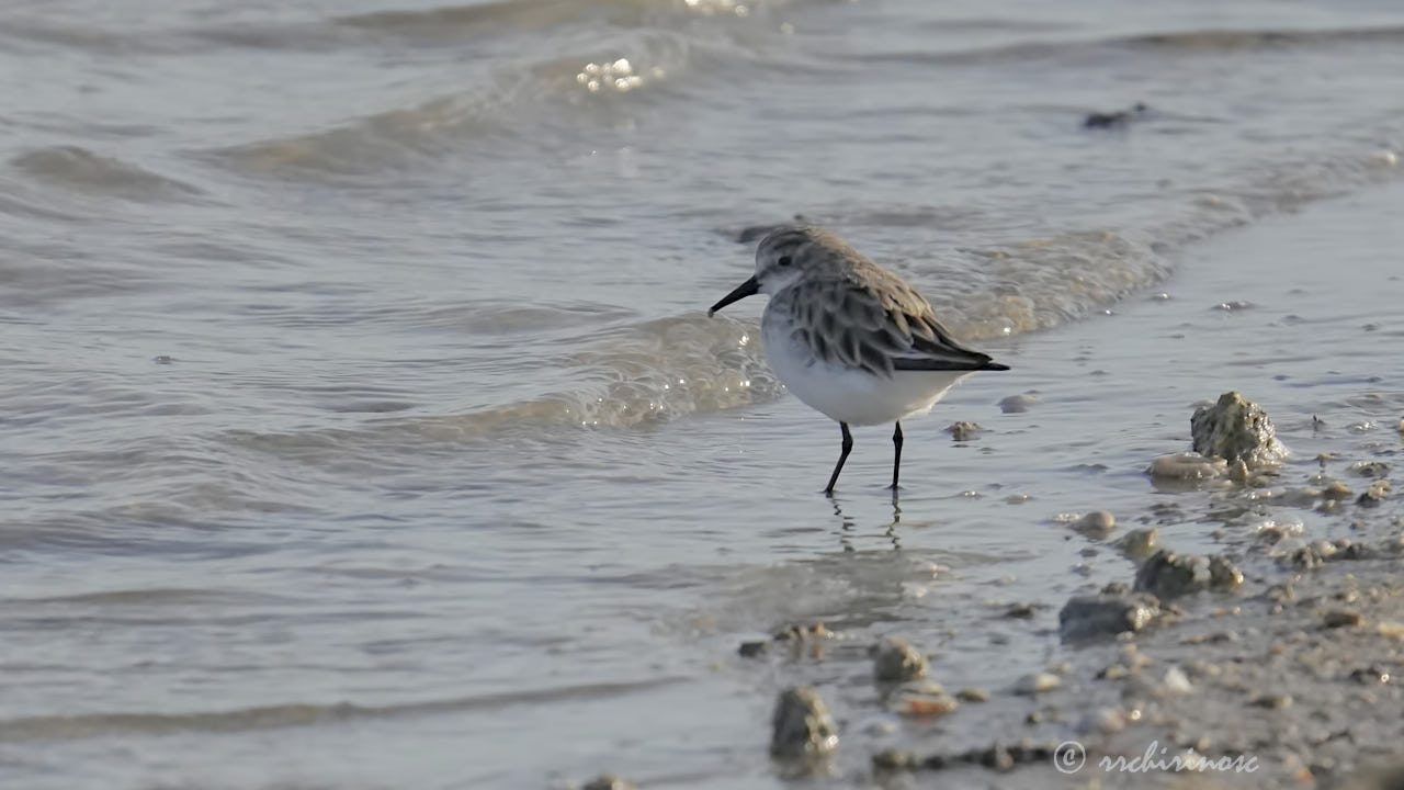 Little stint