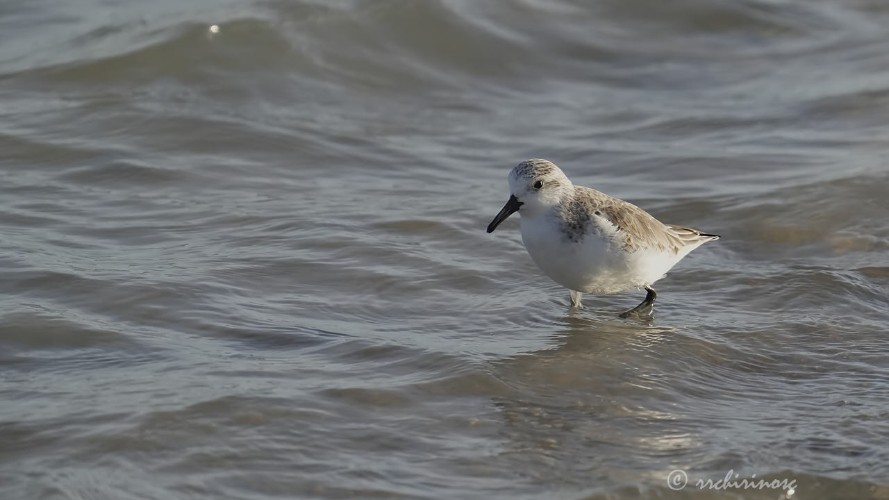 Little stint