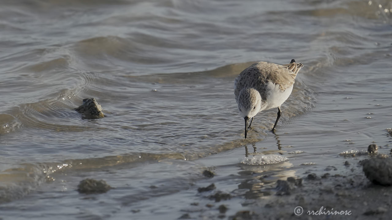 Little stint