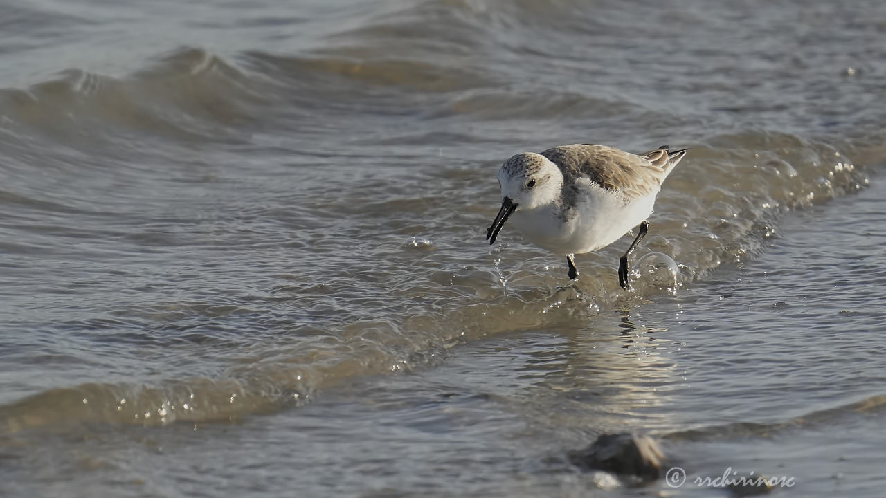 Little stint
