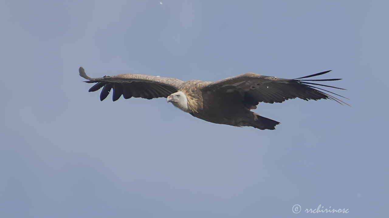 Eurasian griffon vulture