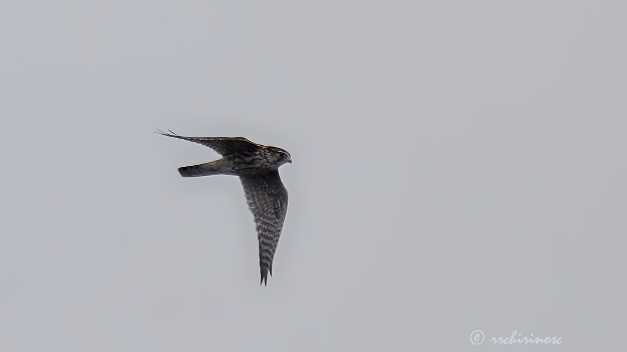 Merlin