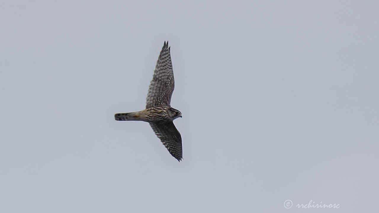 Merlin