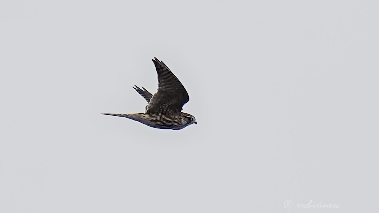 Merlin