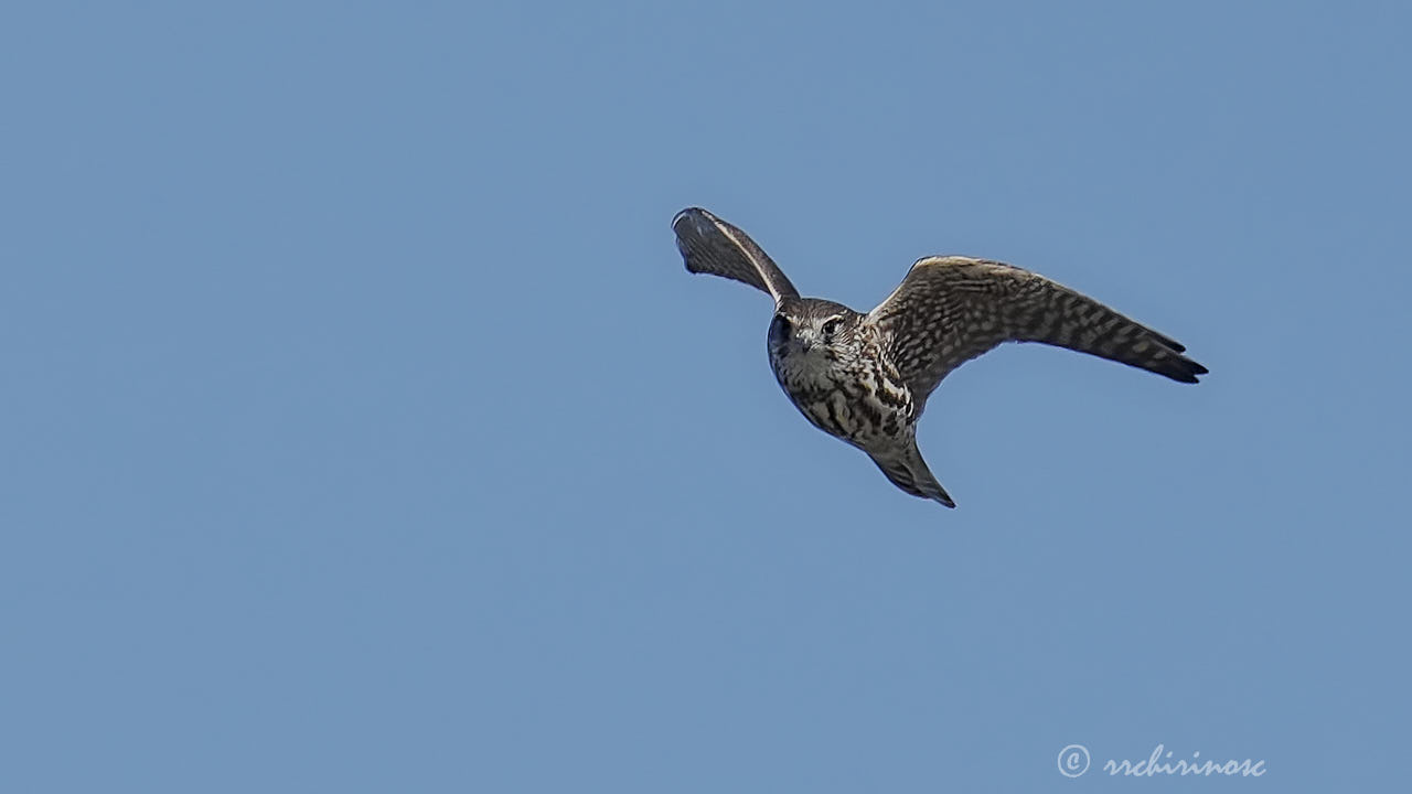 Merlin