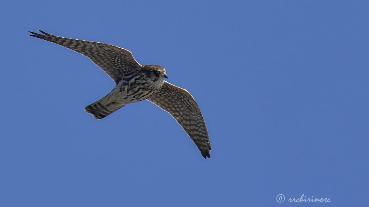 Merlin