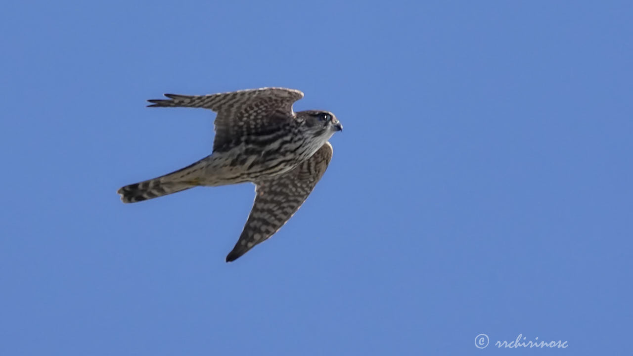 Merlin