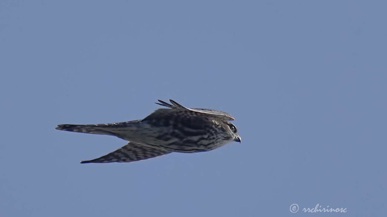 Merlin