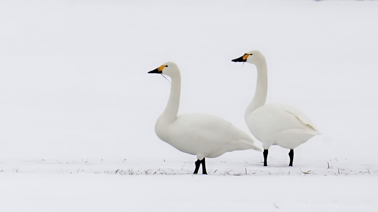 Tundra swan