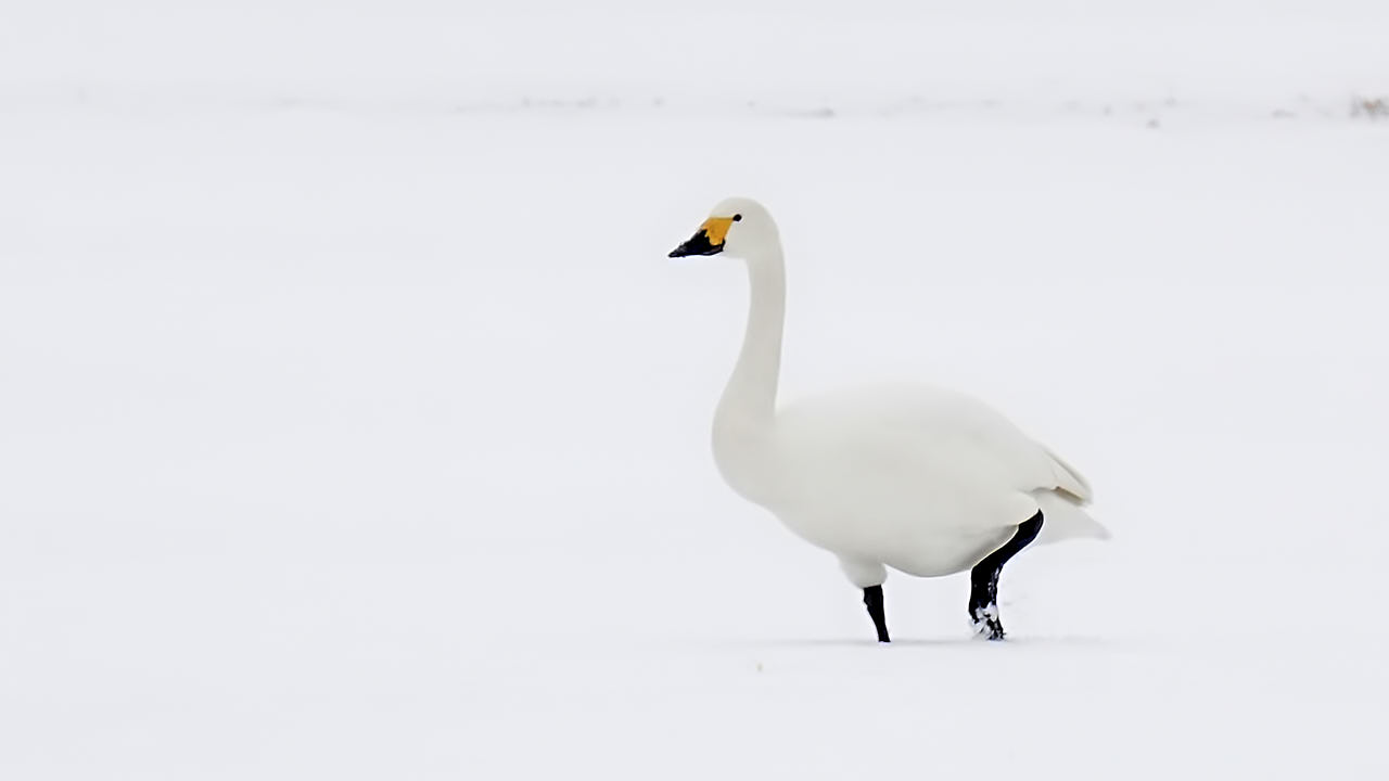 Tundra swan