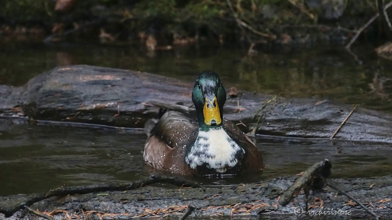 Manky mallard
