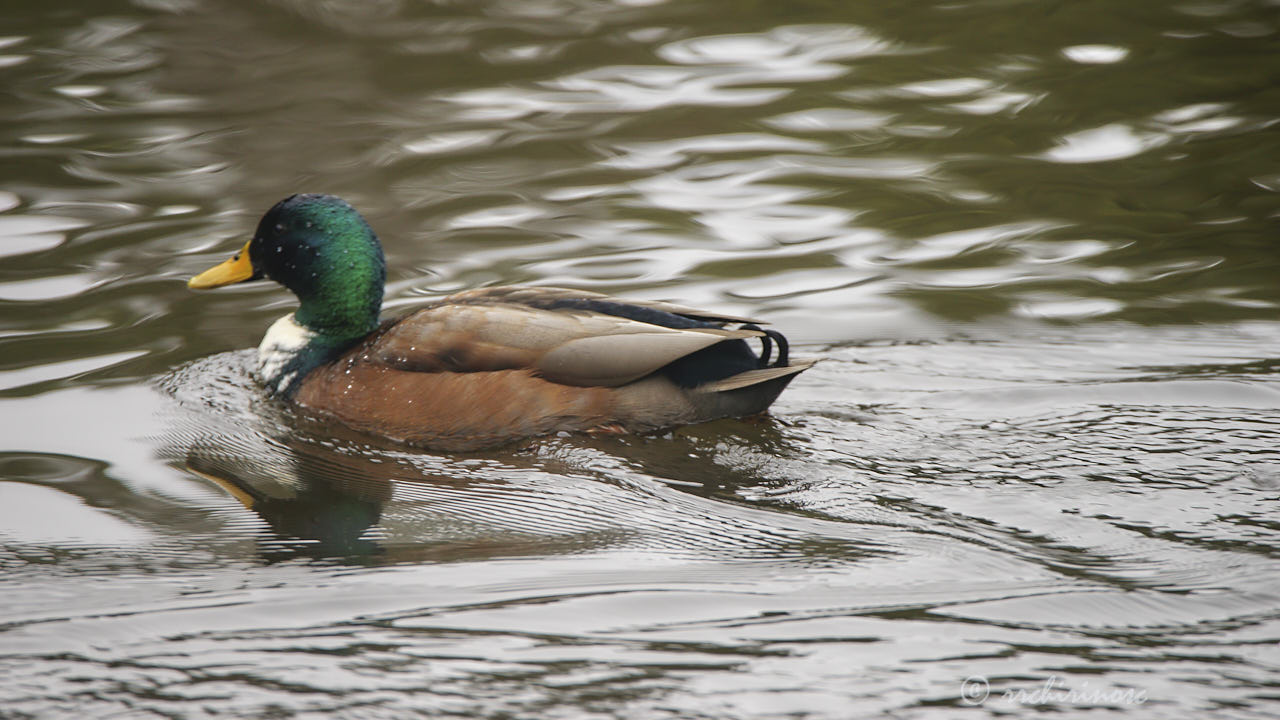 Manky mallard