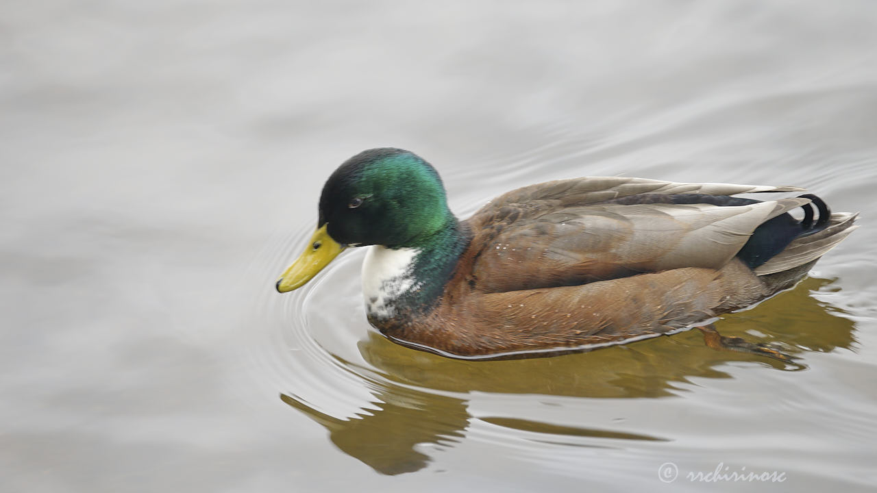 Manky mallard